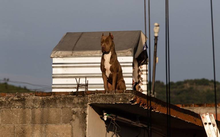 ¿Tienes a tu perro en la azotea? Deberás pagar esta multa por exponerlo al calor